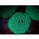 サンゴがもつ緑色蛍光タンパク質の働きが明らかに